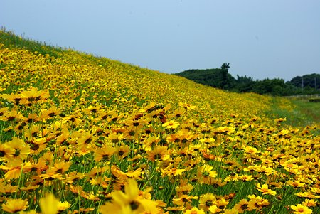 曇り空のお花畑
