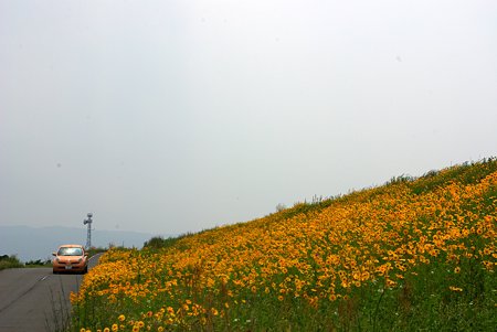お花畑と同じ車