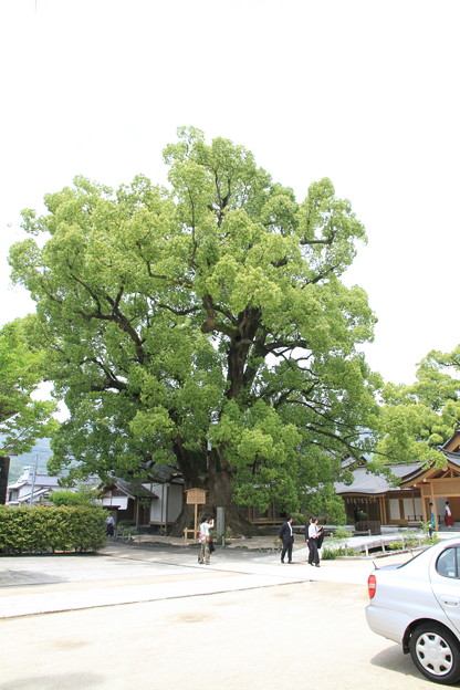 Photos: 100521-75大樟(楠)の木
