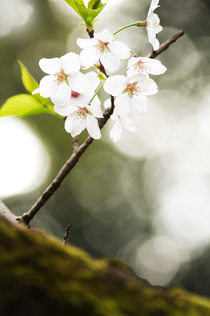 光と花と