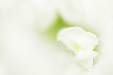 偽の花