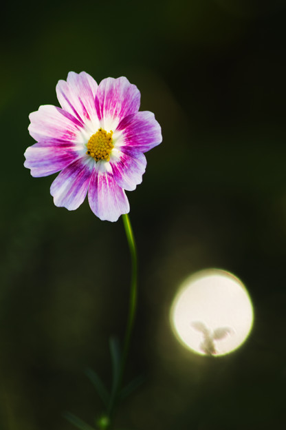 おだやかな花