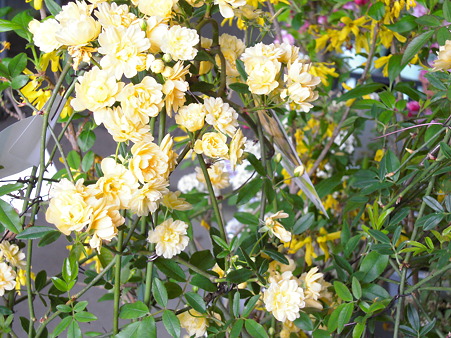DSCN0709