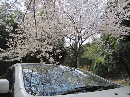 フロントウィンドウにも桜