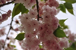 尾崎観音桜1