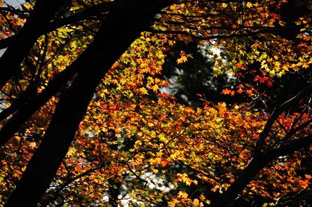 0911181230_DSC_1201