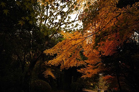 1011231040_DSC_4328