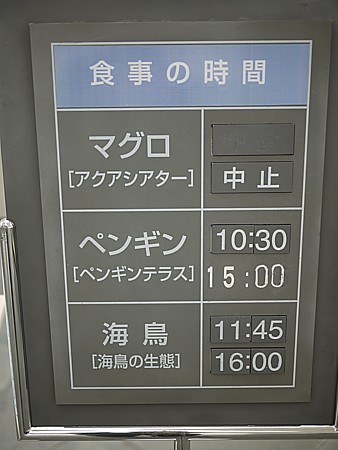鮪餌付け