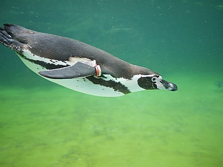 ペンギン