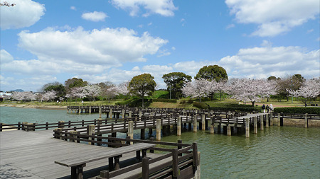 駕与丁公園の桜(5)