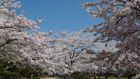 白野江植物公園(2)