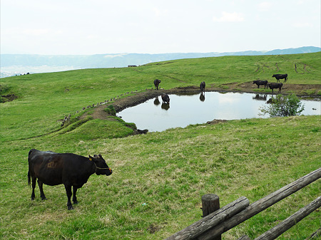 阿蘇の放牧風景(2)景色の良い所で美味しい草食べてます