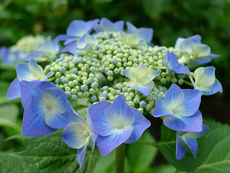 天拝山歴史自然公園の紫陽花(1)