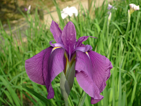 天拝山歴史自然公園の花菖蒲(2)
