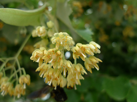 恵光院の菩提樹(4)