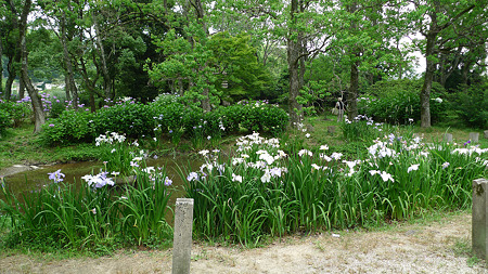 観世音寺(3)花菖蒲