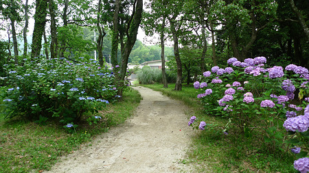 観世音寺(6)紫陽花