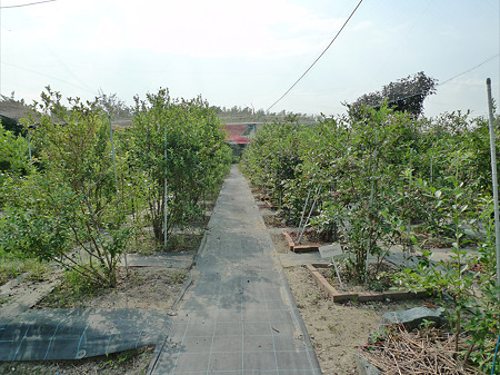 内藤ブルーベリー園(1)