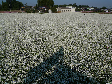 三光コスモス園(3)