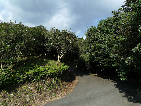 道の駅吉野ヶ里~干石山のサザンカ(3)