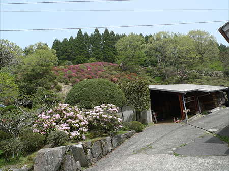 窯の裏山につつじ園がある
