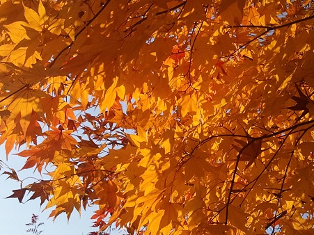 2010-11-06-3