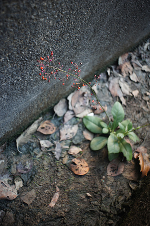 nex511101901