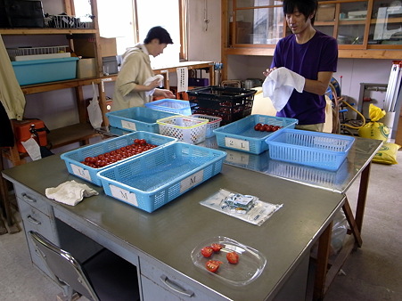 トマト拭き