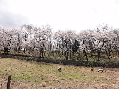 桜と羊2