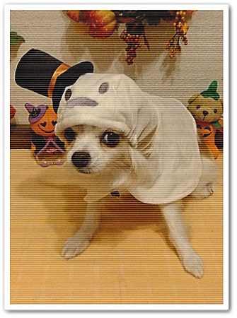 ハロウィンミミちゃん