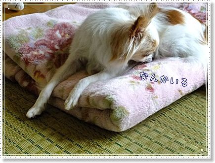 なんかいるよ