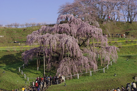 三春の滝桜