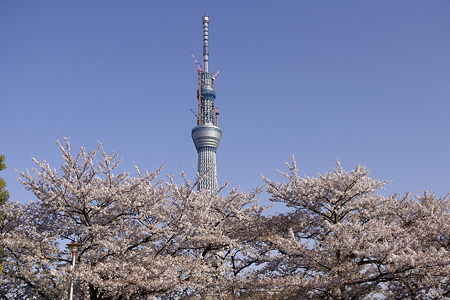 桜とスカイツリー (9)