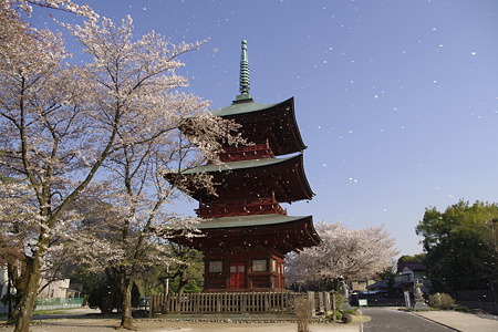 桜吹雪