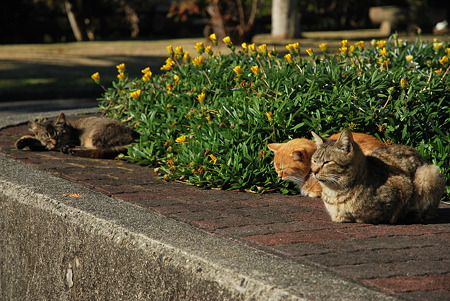 童謡の園・猫2