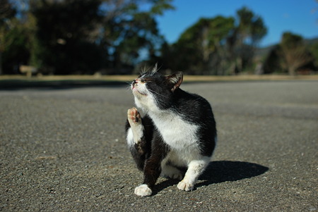 童謡の園・猫6