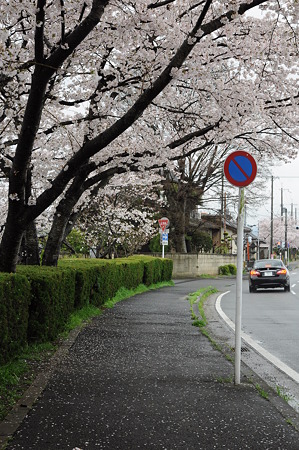 桜道-2