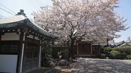 品川宿 大きな桜木