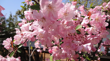 品川宿の桜