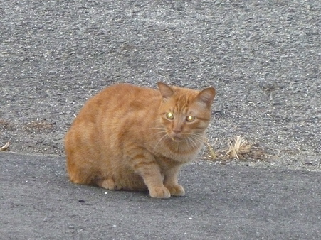 なんやこいつら見たことあるで