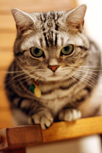 ぬんっ 写真共有サイト フォト蔵