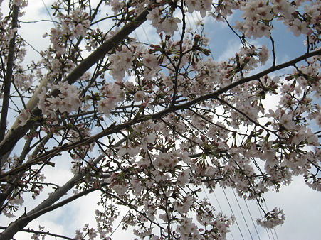桜だう２