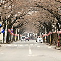 Photos: 桜並木道
