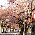 Photos: 桜前線到着ー１