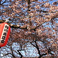 Photos: 桜前線到着ー２