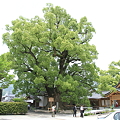 100521-75大樟(楠)の木