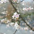 Photos: 八重咲き